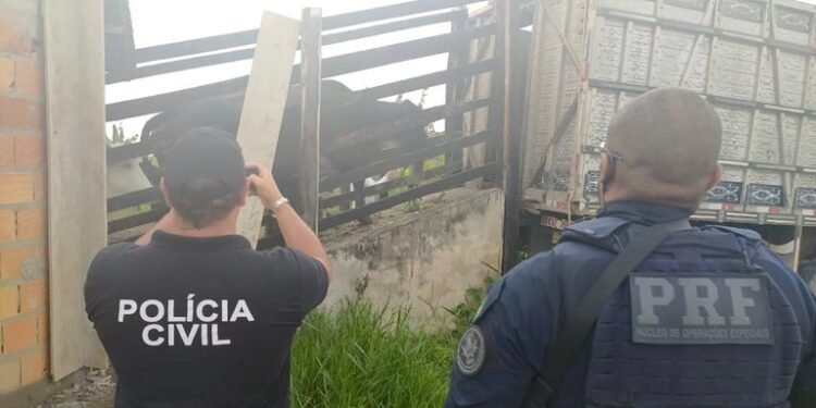 Operação combate roubos de gado em 14 cidades baianas